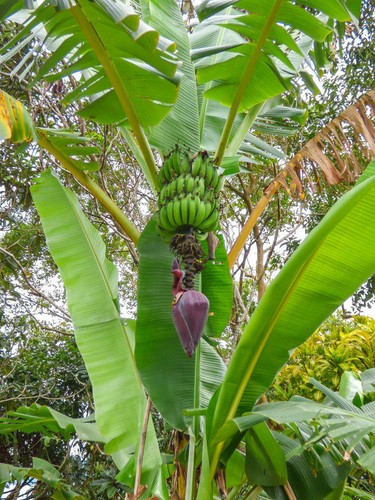 Samen die banane - die, mutter