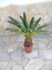 Cycas revoluta eine schöne - eine,