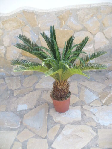 Cycas revoluta eine - cycas, revoluta,