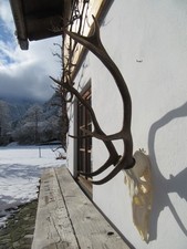 Starkes Hirschgeweih Hirsch Gehörn Geweih Hirschhorn Abwurfstangen Trophäe