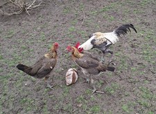 20   Eier von Modernen Engl