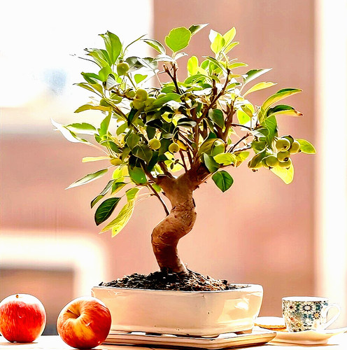 Bonsai samen zierapfel - bonsai,