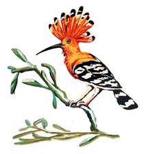 David Gerstein "HOOPOE BIRD"