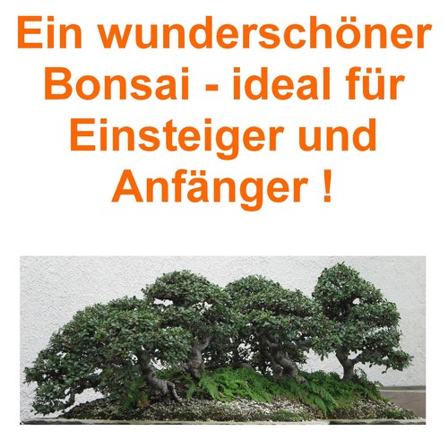 Samen bonsai - bonsai,
