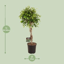 Ficus Benjamina Pflanze