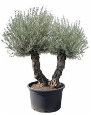 Sunny Tree - Zweistämmiger