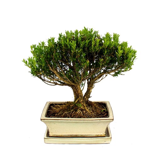 Bonsai buchsbaum buxus - bonsai,