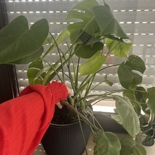Monstera deliciosa XXL Zimmerpflanze mit Übertopf Höhe 70 cm wohnzimmerpflanze 