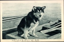 Ak Alaska, Polarhund, Schlittenhund - 4837880