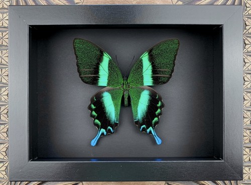 Echter schmetterling präparat - echter,