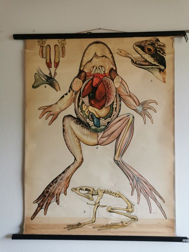 Schulwandtafel rollkarte - schulwandtafel,