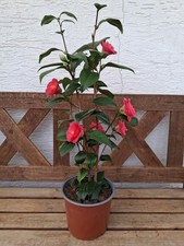 Camellia japonica -japanische