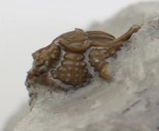 Trilobit, Encrinurus macrourus, Silur, Ludlow, Sproge, Gotland, Schweden-k2