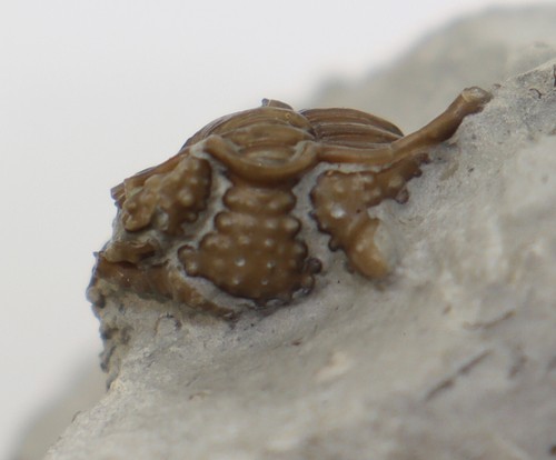 Trilobit encrinurus - trilobit,,