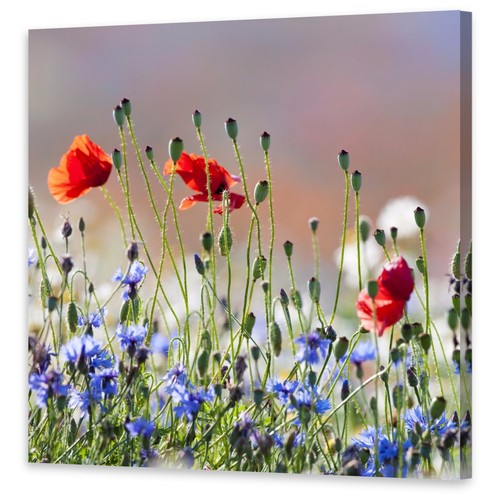 Leinwand bilder wandbild druck - leinwand-bilder,