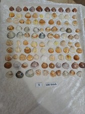 Deko Muscheln 100 Stück