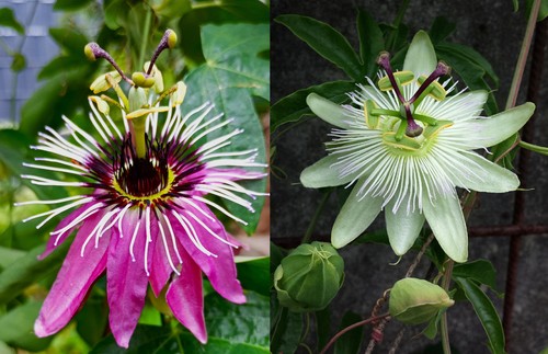Samen passiflora violacea - passiflora,