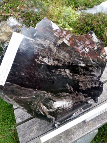 Versteinertes holz hainichen - versteinertes,