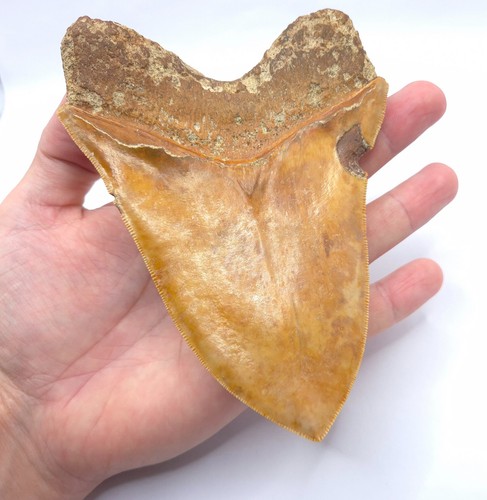 Monster megalodon - monster,