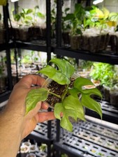 Rhaphidophora 'tetrasperma mint' variegata