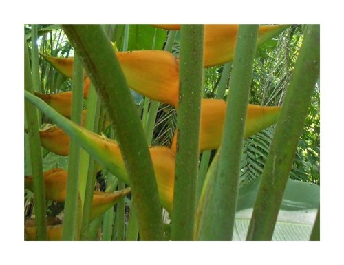 10x heliconia champneiana maya - heliconia,