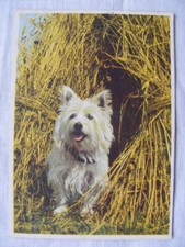 Postkarte Ansichtskarte alt Hund Tiere aus Sammlung Kunst Berlin Schwerdtfeger