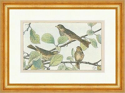 Der ortolan ammer zugvogel - ortolan,