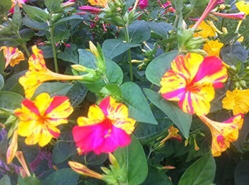 Mirabelis jalapa japanische - jalapa,,