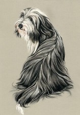 BEARDED   COLLIE    *   A4