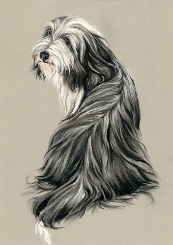 Bearded collie a4 - ,