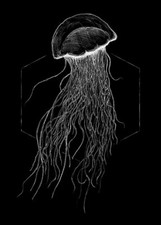 Fototapete Wallprint Poster Jellyfish schwarz 50 x 70 cm Fotoprint