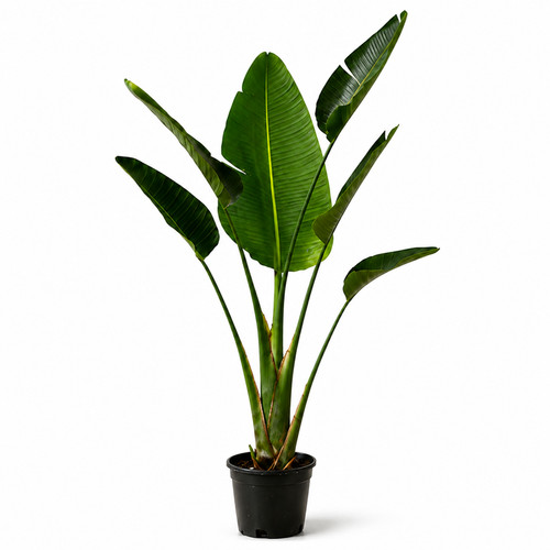 Strelitzia nicolai xxl - strelitzia,