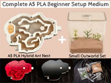 Lebende Königin Ameisenfarm Formicarium Hausnest komplette Einrichtung beste Ameisen UK