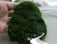 Pflanzmatte Wasserrasen grüne Unterwasserpflanze für den Gartenteich winterhart