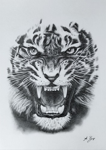 Zeichnung eines tiger - zeichnung,