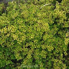 Echter zitronen thymian golden - echter,