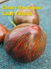 Sophie Saakova,  Salut Victoria, Салют Виктории