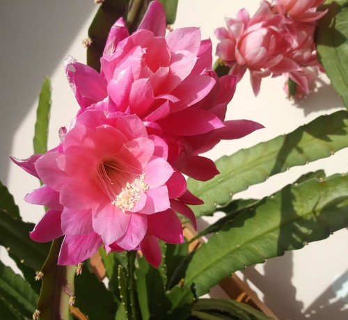 Blattsteckling epiphyllum - 3,
