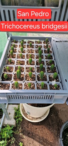 San pedro kaktus - pedro,