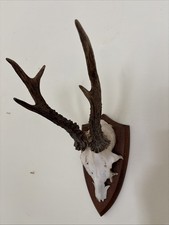 Rehbock Gehörn , Geweih , Ungleiche Stangen, auf Trophäenbrett 