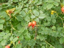 Samen heckenrose rosa - samen,