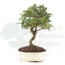 BONSAI Fächer- Zwergmispel