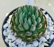 Orostachys spinosa 2x - -,