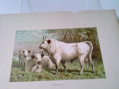 Parkrind chromolithographie - parkrind,