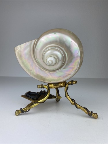 Muschel nautilus bronze - muschel,