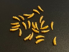 LEGO 53451 Zahn Kralle Zähne