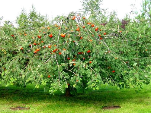 Hänge eberesche pendula - 'pendula', –