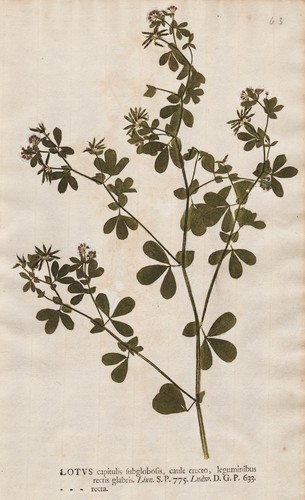 Lotus recta clover klee - lotus,