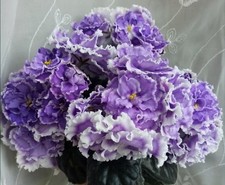 Saintpaulia Usambaraveilchen