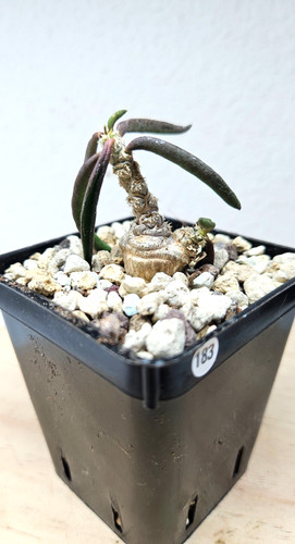 Euphorbia cylindrifolia